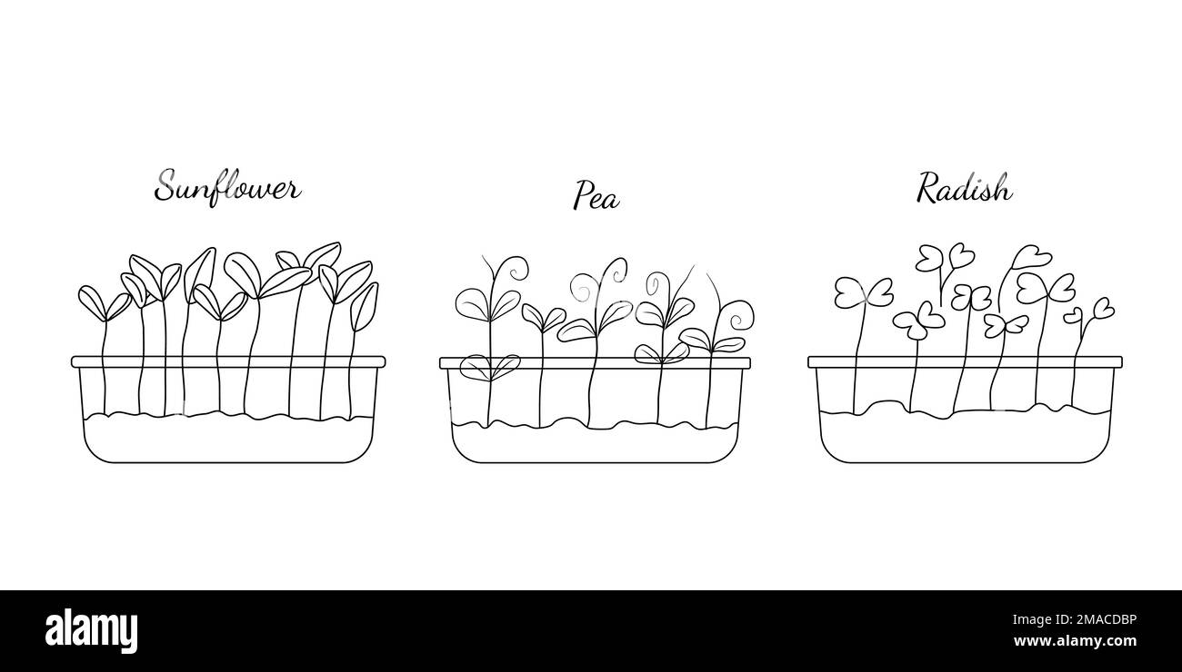 Handgezogenes Set, wenn Mikrogrün. Vektordarstellung im Skizzenstil isoliert auf weißem Hintergrund. Stock Vektor