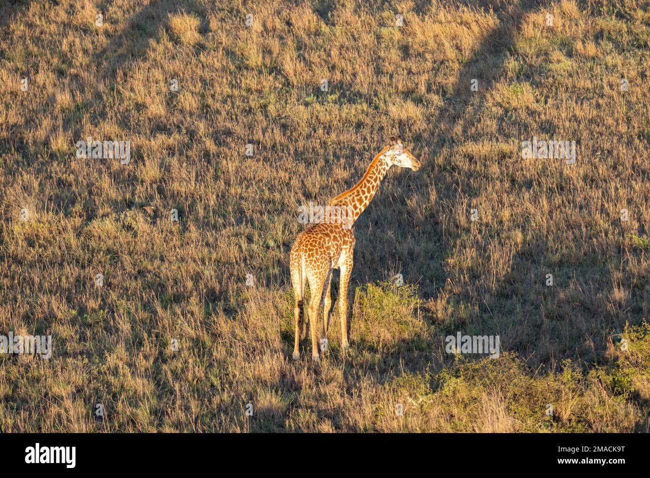 Giraffen in der Masai Mara Stockfoto