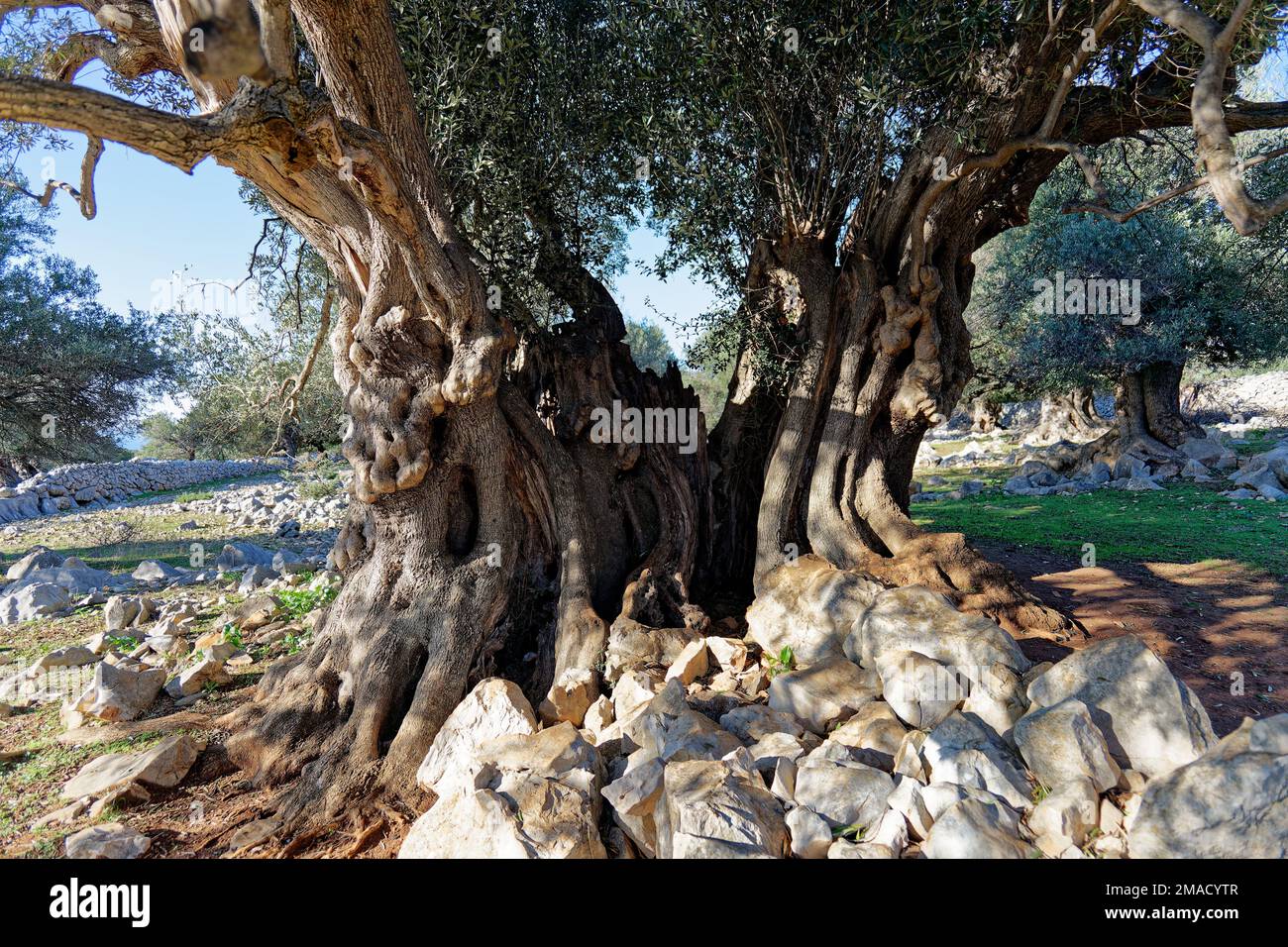 Jahrtausendalter Olivenbaum auf der Insel Pag, Kroatien. 2000 Jahre alter Olivenbaum. Olive Gardens of LUN. Stockfoto