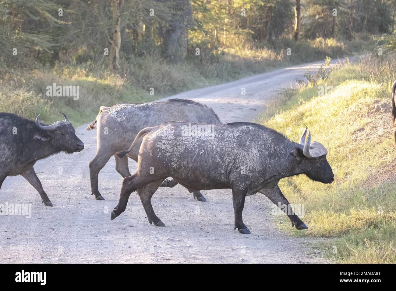 Wasserbüffel kreuzen die Straße Stockfoto