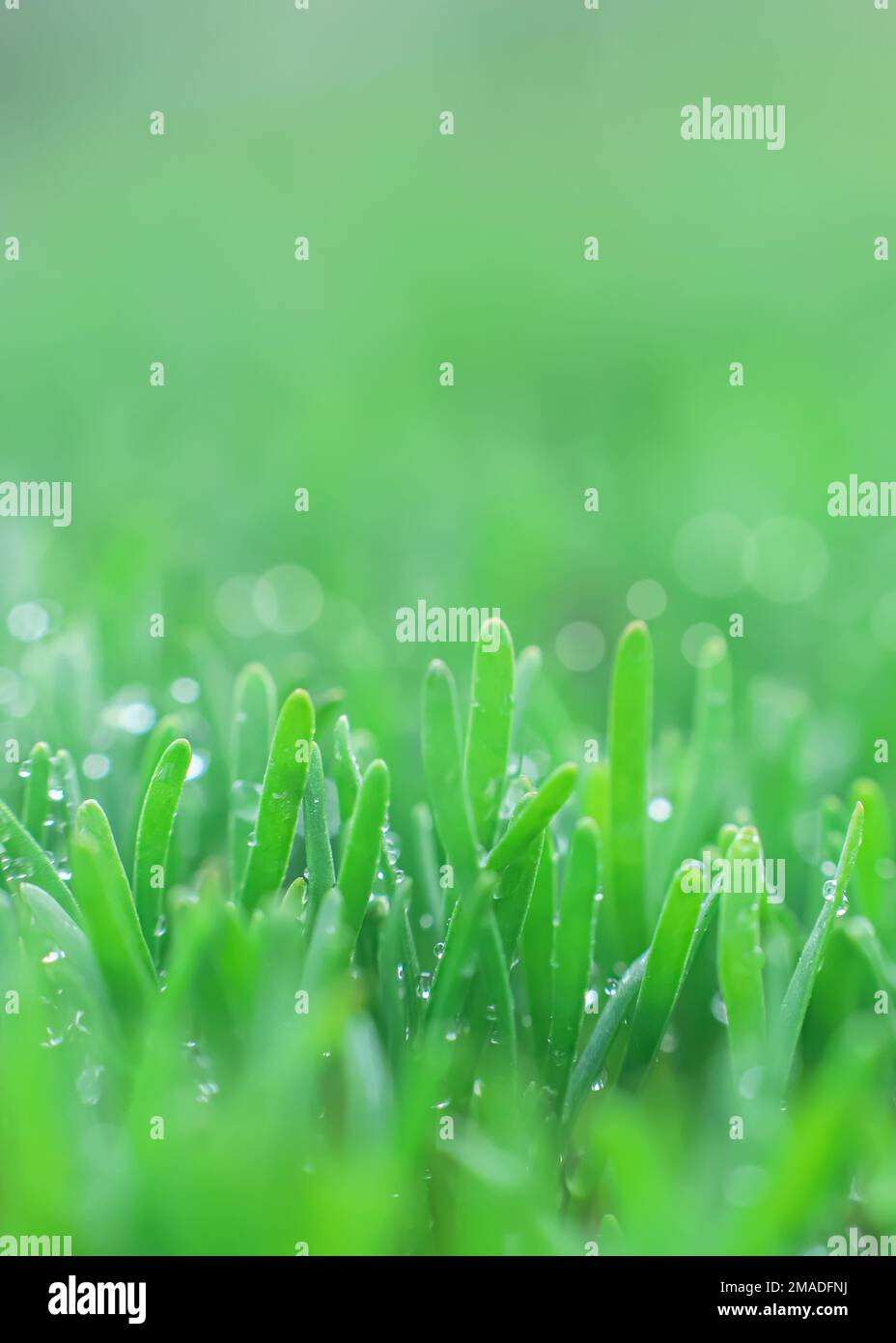 Polygonum aviculare, gewöhnliches Knotengras, Knollengras, Vogelgras, Schweinebraten und Tieflauch. Junge grüne Grassprossen auf grünem Hintergrund. Frühling Stockfoto