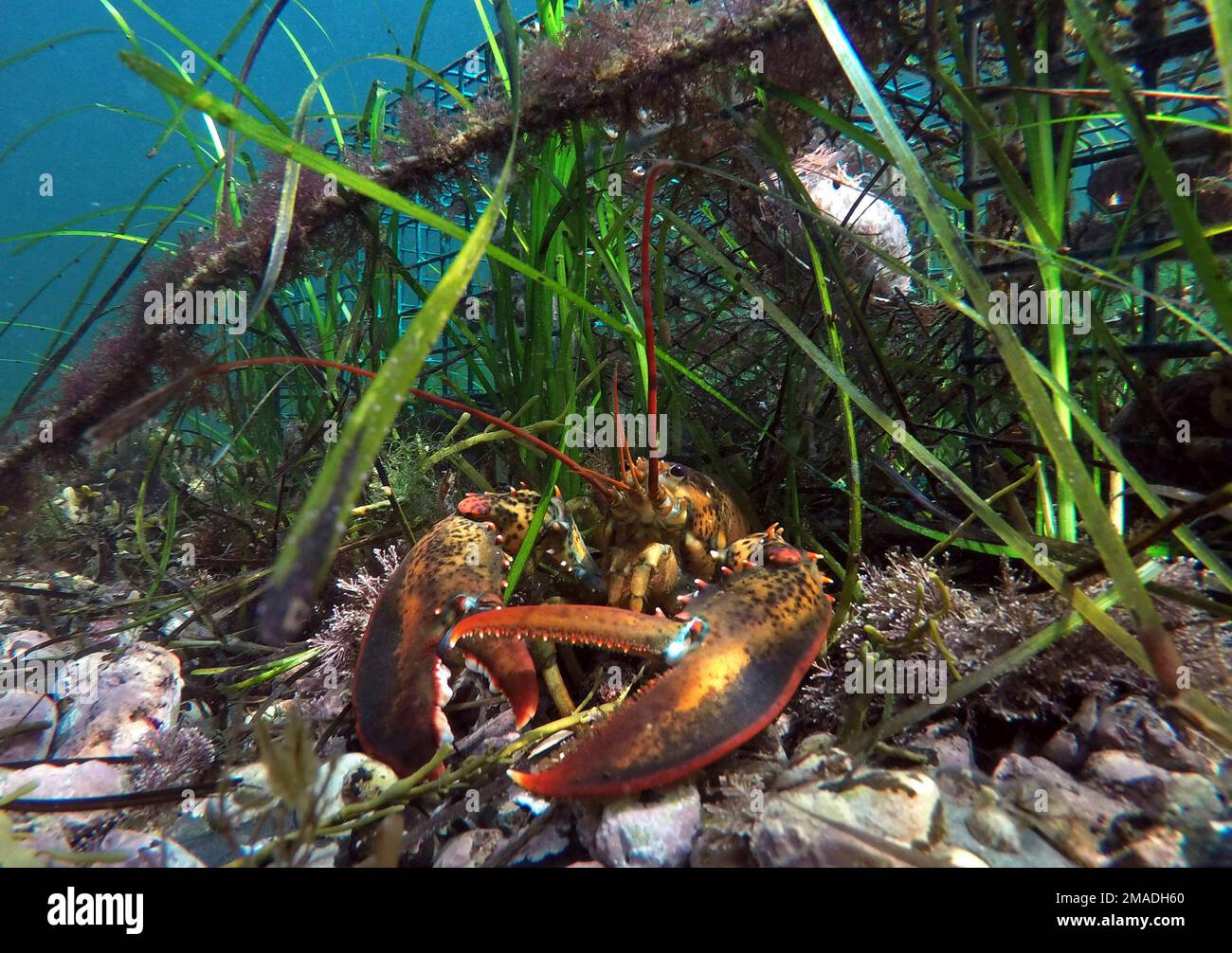 FILEA lobster guards the entrance to a lobster trap on the floor of