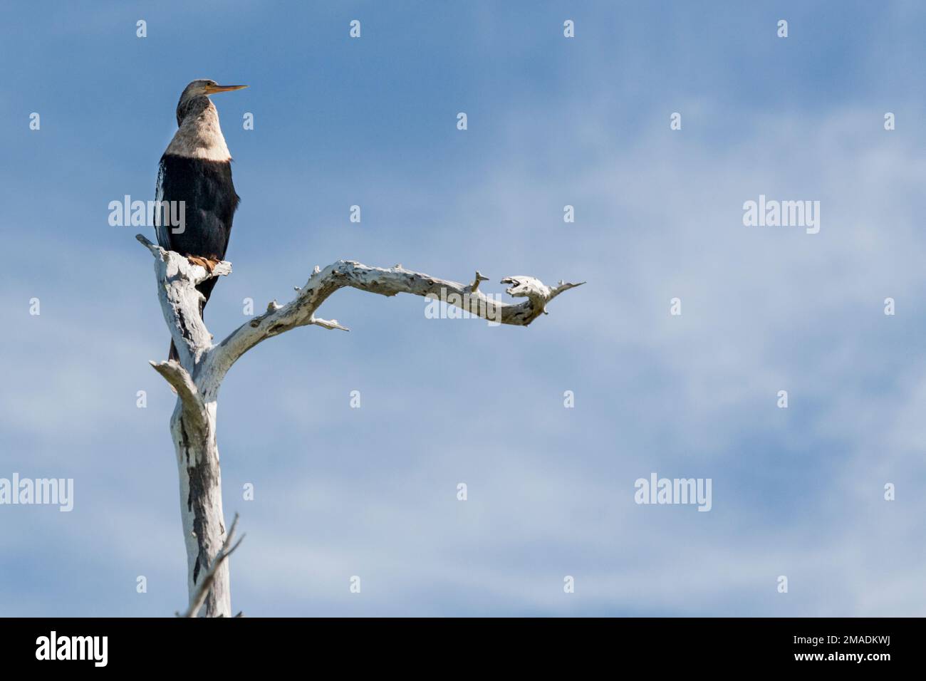 Einsamer Anhinga auf seinem Steg: Eine einzelne Anhinga blickt über ihr Gebiet vom höchsten Punkt eines lang toten, gebleichten Weizenbaums an einem blauen Himmel. Stockfoto