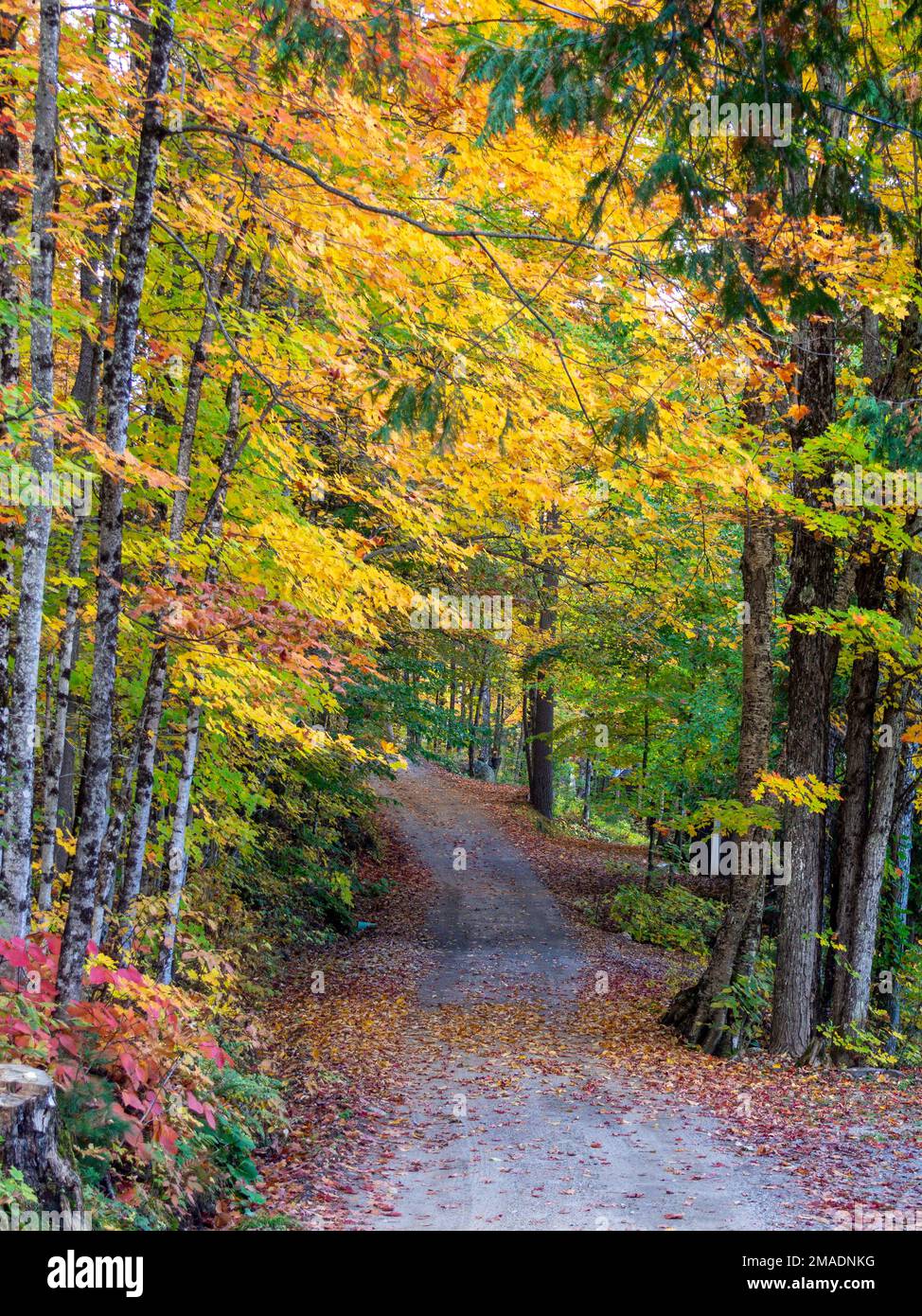 Herbstfarben über einer kleinen kurvenreichen Straße in Quebec: Heruntergefallene Blätter und überragende Bäume in Herbstfarben entlang einer kleinen Gasse in den Wäldern von West-Quebec. Stockfoto