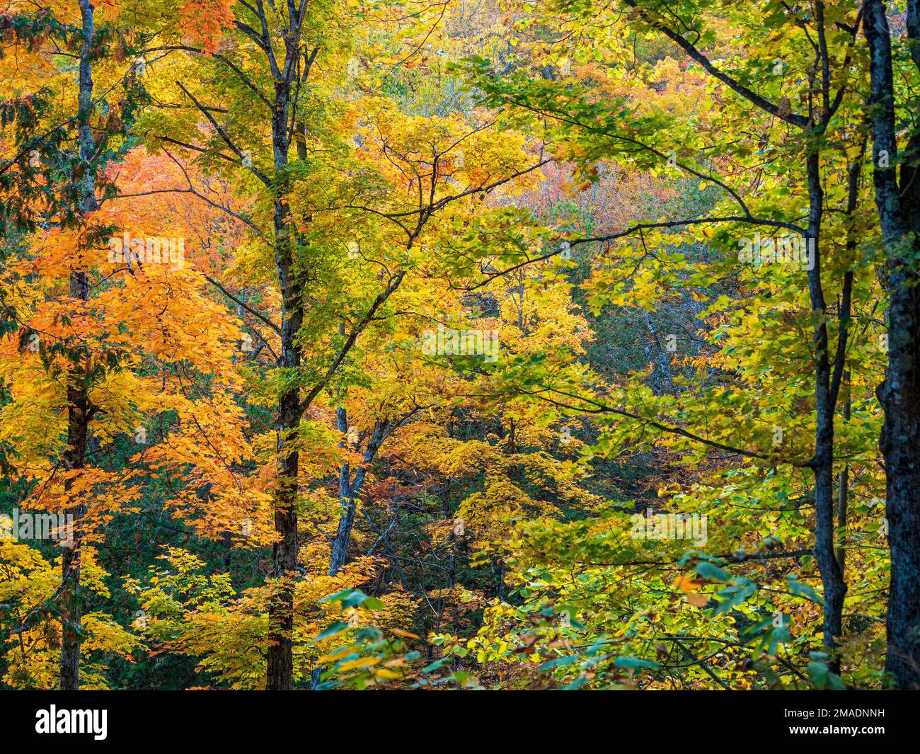 Herbstfarben in der Region Pontiac von Quebec: Helle Herbstfarben heben die Ahornblätter hervor, die im Kontrast zu den dunklen Baumstämmen in den Wäldern von West-Quebec stehen. Stockfoto