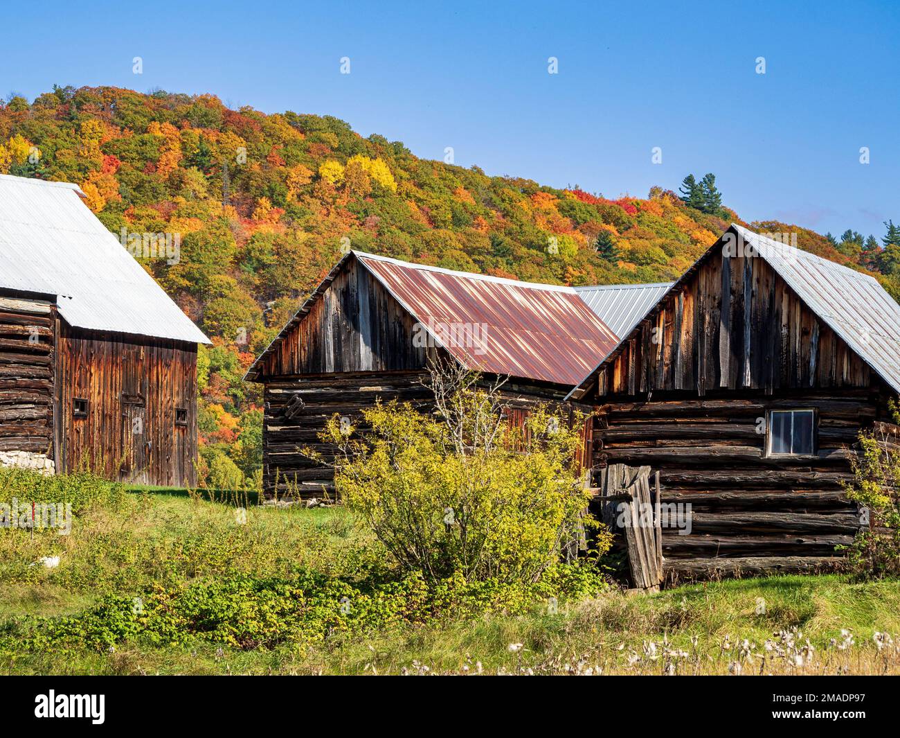Verlassene Scheunen und Herbstfarben: Stillgelegte Scheunen und Nebengebäude, umgeben von den Herbstfarben der Hügel, die das westliche Waldland von Quebec bilden. Stockfoto