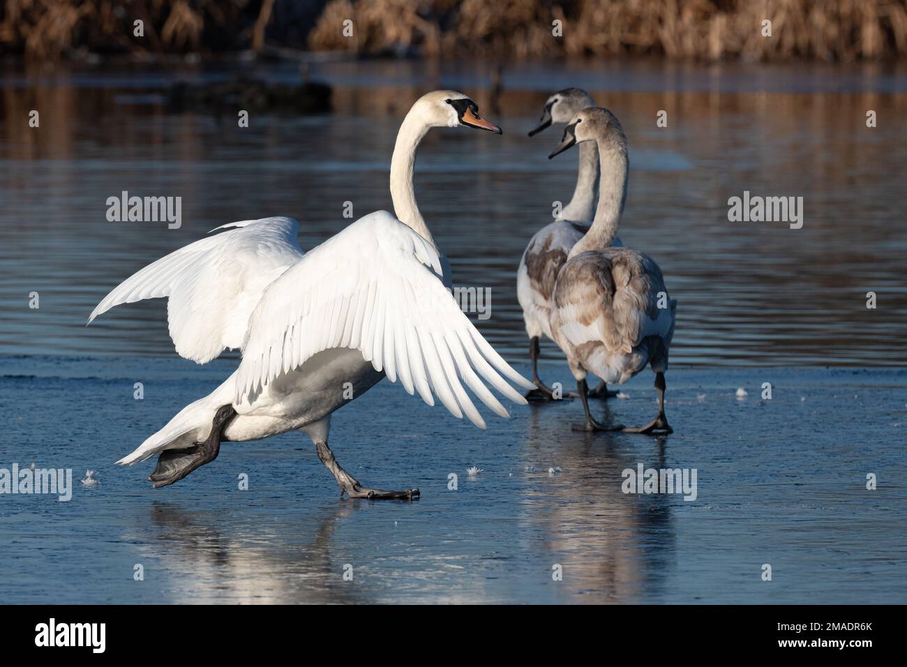 Männlicher Schwan, der auf einem eisigen Teich läuft und seine Krallen für einen besseren Halt im Bushy Park, London, benutzt Stockfoto