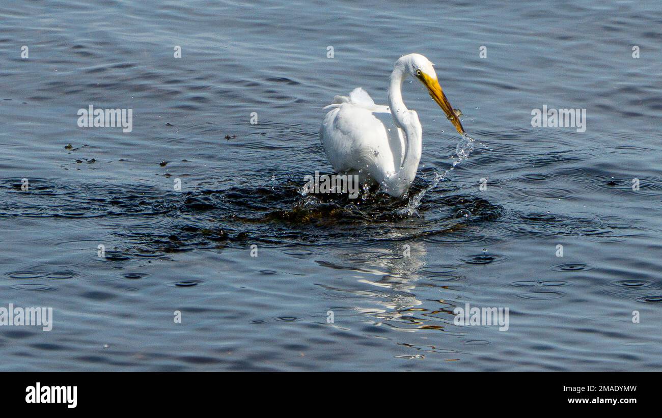 Jagd auf das große Weiße Egret: Ein großes Weißes Eichhörnchen, das im seichten Wasser des Flusses Ottawa angeln kann. Er hält einen gefangenen Fisch in seinem scharfen Schnabel. Stockfoto