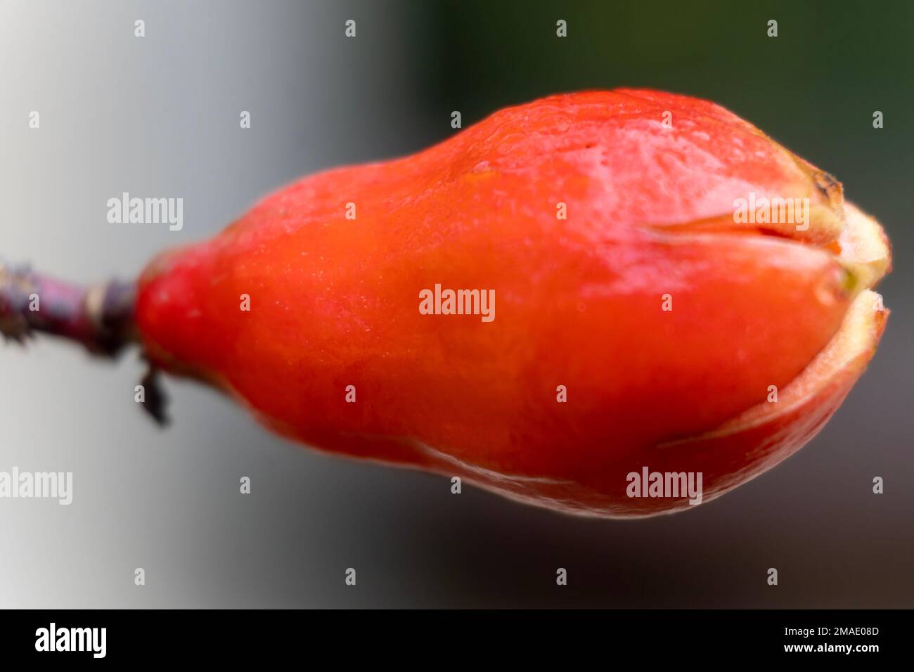 Früchte von Punica granatum, die aufgespalten werden, um Samenhaufen mit Sarkotesta im Inneren zu enthüllen. Kleine und schöne Granatapfelblüten auf Bäumen. Stockfoto