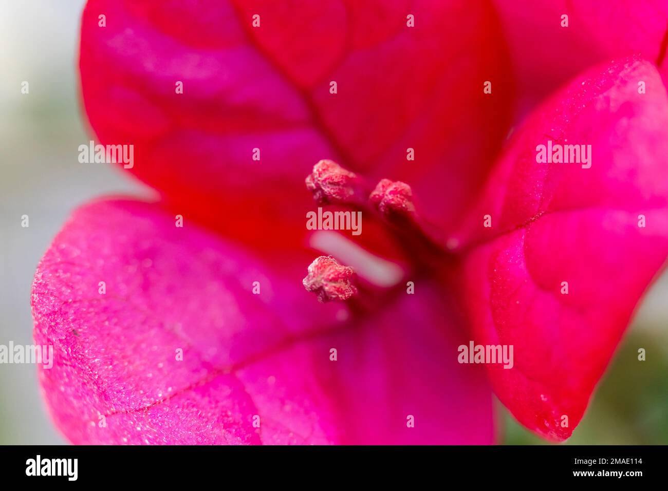 Selektiver Fokus der rosa Blume. Pinkfarbene Bougainvilleas isolieren auf unscharfem Hintergrund Stockfoto