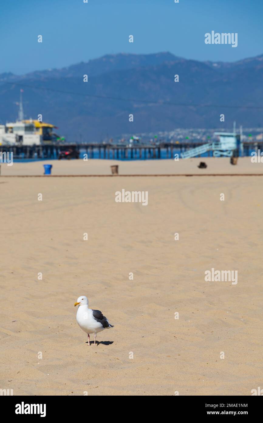 Einsame Möwe am Strand mit dem Pier dahinter. Santa Monica, Kalifornien, USA Stockfoto