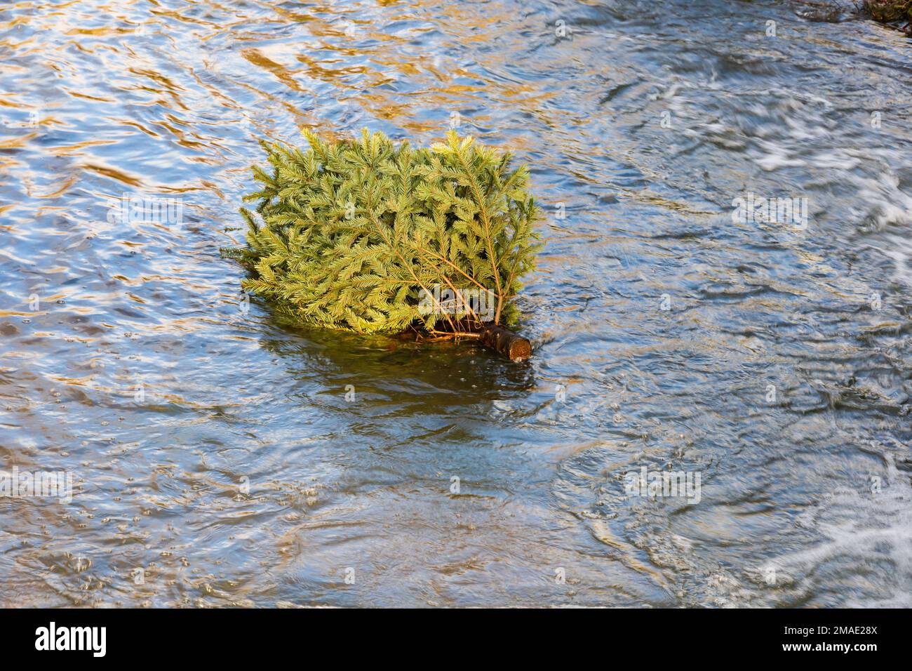 Weggeworfener Weihnachtsbaum, schwimmend im Fluss witham, Grantham, Lincolnshire, England. Stockfoto