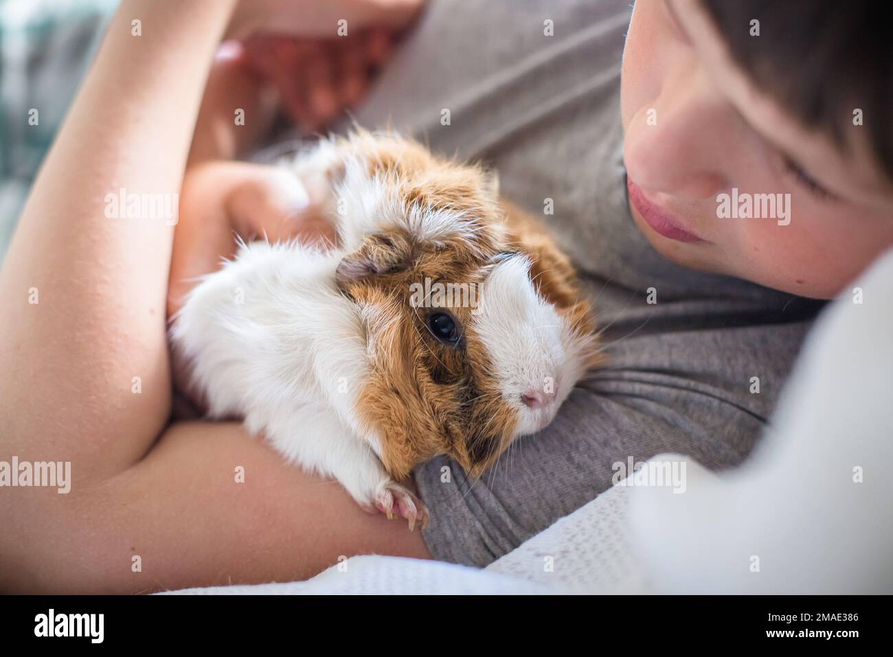 Der Junge liegt im Bett und hält Meerschweinchen in den Armen. Das Kind