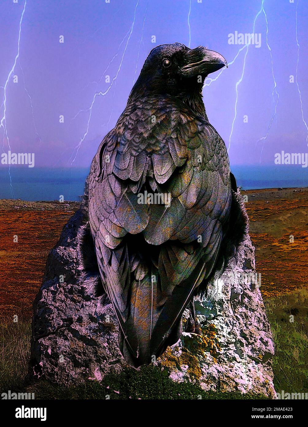 Fantasy Art von übergroßem Rabe/schwarzem Vogel, der auf einem stehenden Stein sitzt, im Hintergrund blüht und sich auf den Mythos Celtic Morrigan, Norse Huginn & Munin bezieht Stockfoto