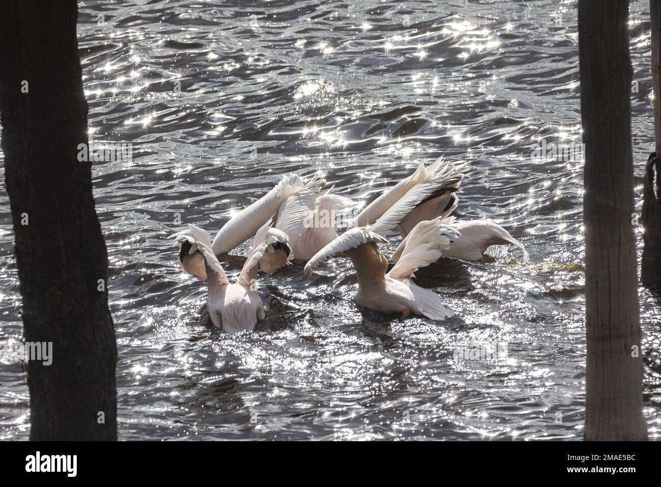 Möwen schwimmen zusammen im Nakurasee Stockfoto