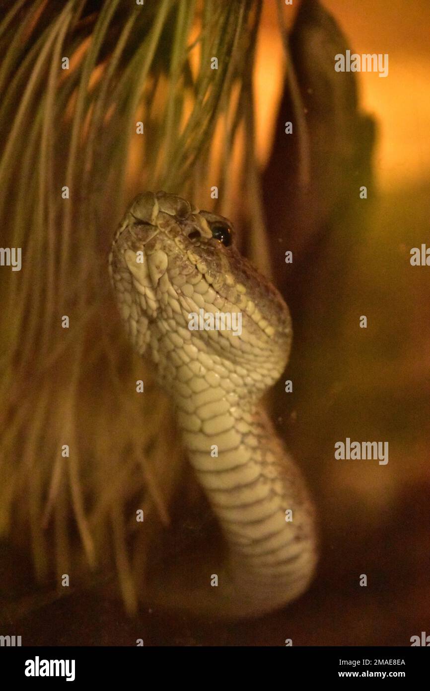 Blick auf die unterirdischen Skalen einer wütenden Prärie-Klapperschlange. Stockfoto