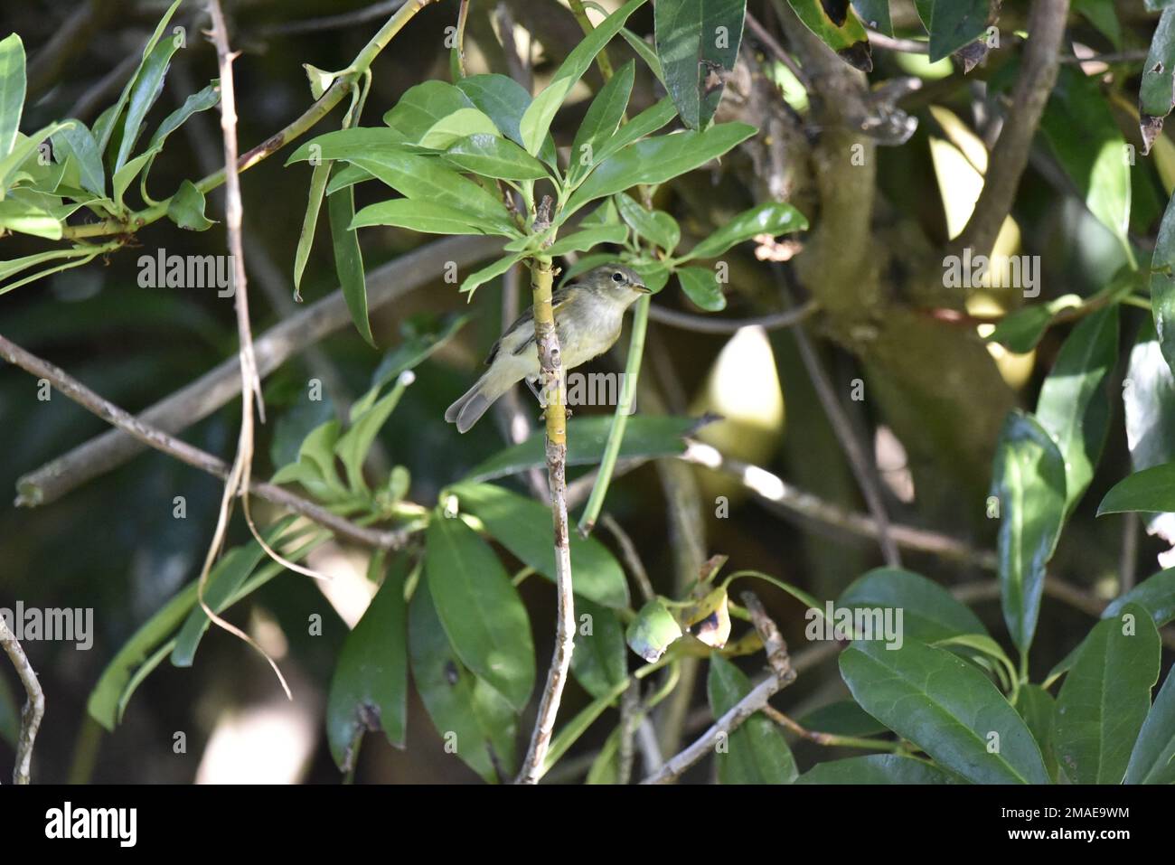 Ansicht „Rechtes Profil“ und „unter“ eines Weidenschwingers (Phylloscopus trochilus), der auf einem Zweig in der Mitte des Bilds steht und nach rechts in die Sonne blickt Stockfoto