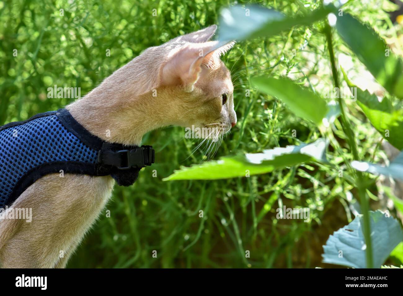 Die junge Abessinierkatze färbt Faun mit einer Leine, die um den Hof geht. Niedliche Katze im Geschirr auf dem Rasen sitzen. Haustiere zu Fuß im Freien, Abenteuer auf Th Stockfoto