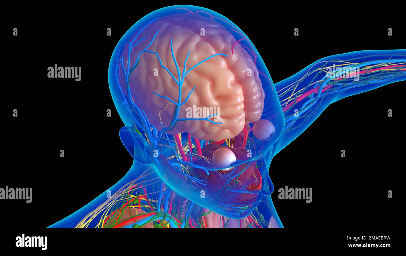 Menschliche Hirnanatomie für die medizinische Konzeptdarstellung 3D Stockfoto