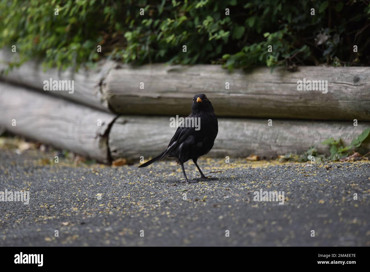 Männlicher gemeiner Blackbird (Turdus merula), der an einem sonnigen Tag in Wales, Großbritannien, im rechten Profil auf dem Tarmac steht und die Kamera mit Blick auf den Kopf zeigt Stockfoto