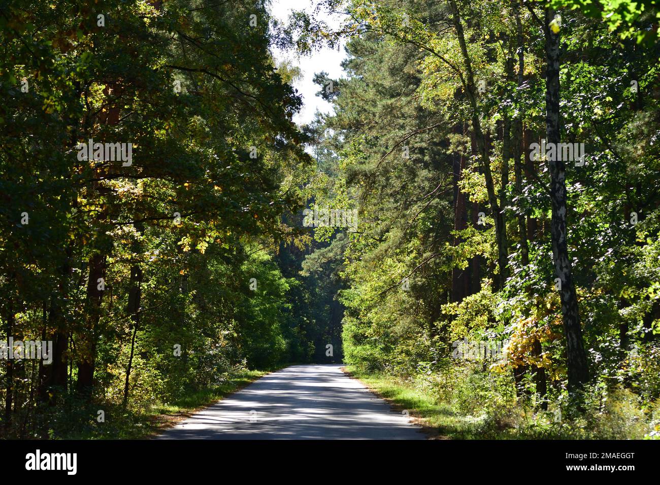 Die Waldstraße führt durch den Wald ins Unbekannte. Stockfoto