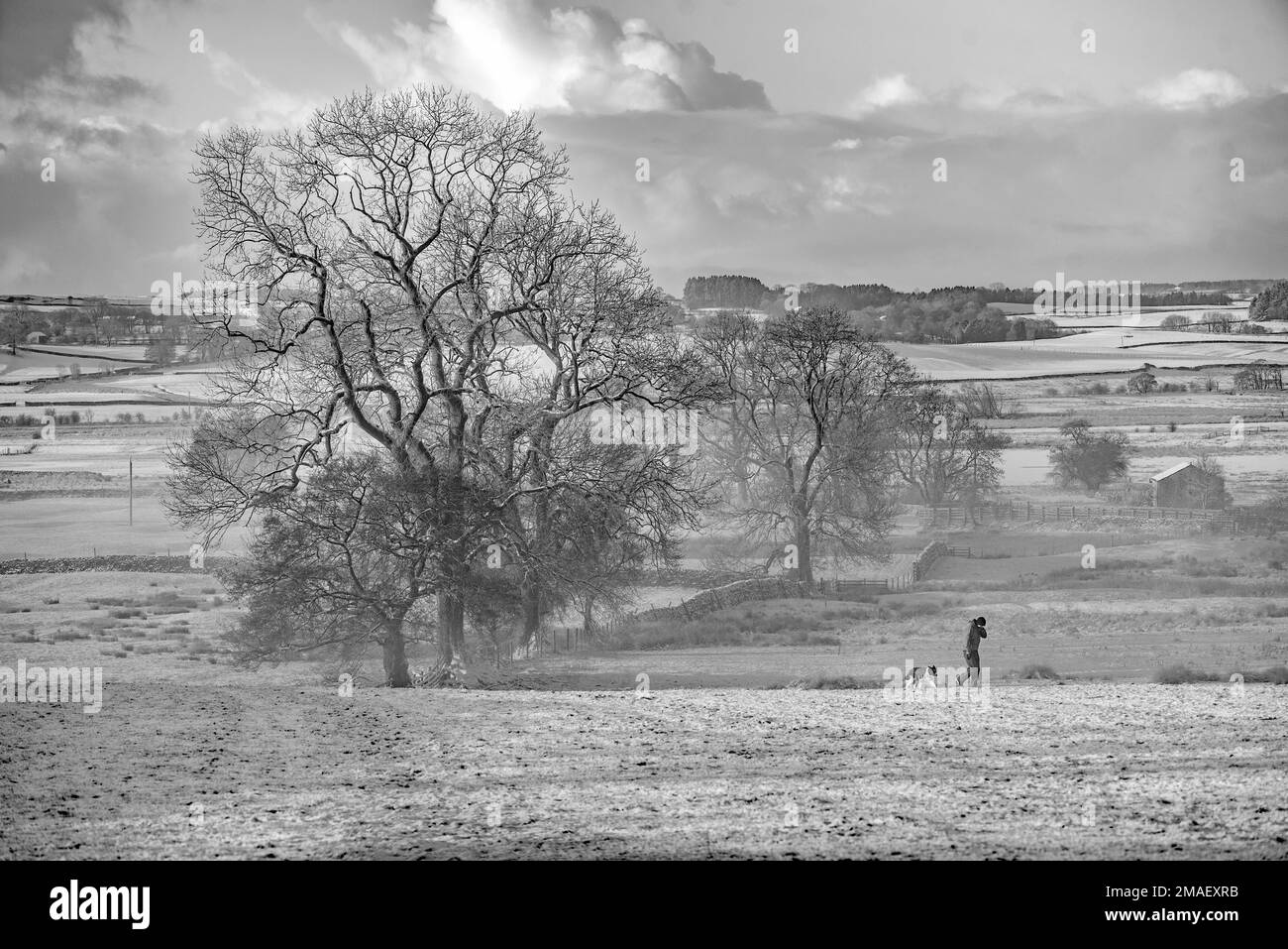 Baumsilhouette und Hundegang in Back Lane, Long Preston auf einem verschneiten und leicht nebligen Januarmorgen, Schwarzweißwald von Bowland. Stockfoto