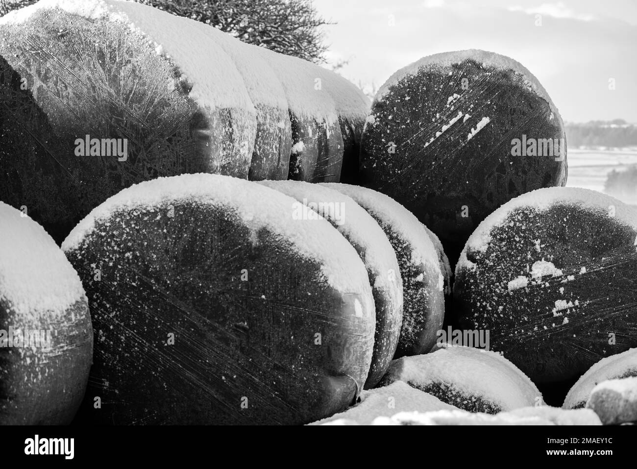 Leichte Schneebedeckung auf großen Ballen, die mit dickem schwarzem Kunststoff bedeckt sind Stockfoto