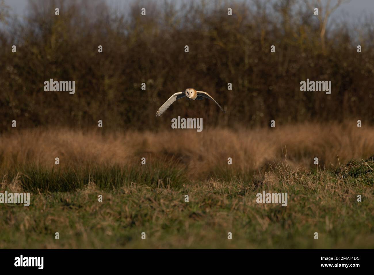 Scheuneneule (Tyto alba) Norfolk UK Januar 2023 Stockfoto