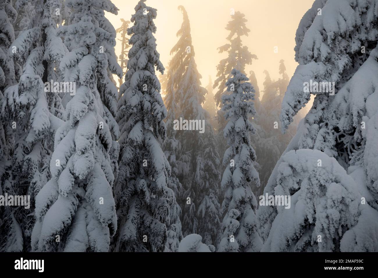 WA22952-00...WASHINGTON - am späten Nachmittag strahlt das Licht durch schneebedeckte Bäume in Washingtons Centeral Cascade Mountains; Okanogan - Wenatchee Nat Stockfoto