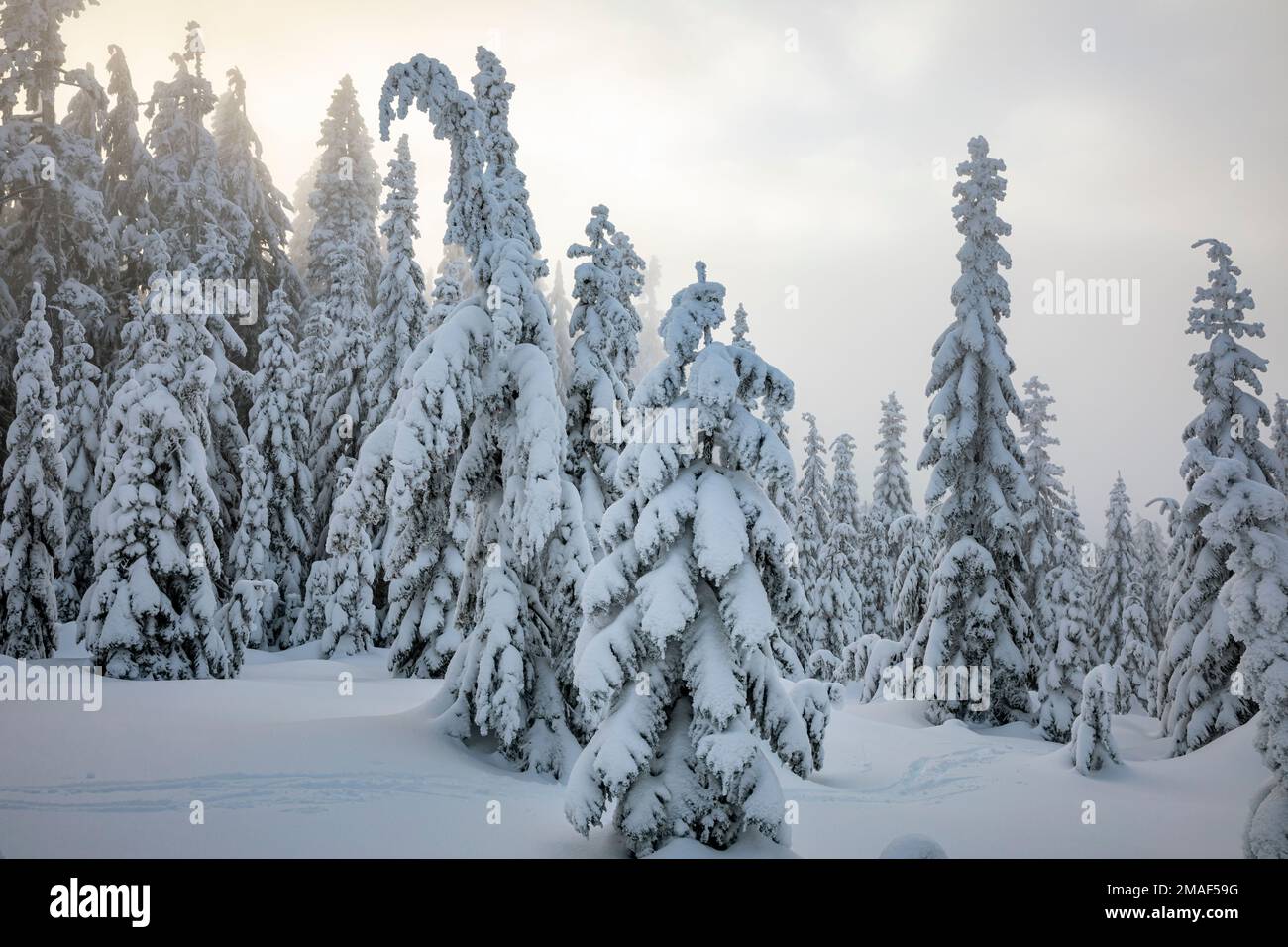 WA22953-00...WASHINGTON - Sonnenlicht im Winternebel auf dem Gipfel des Mount Amabilis im Okanogan-Wenatchee National Forest. Stockfoto