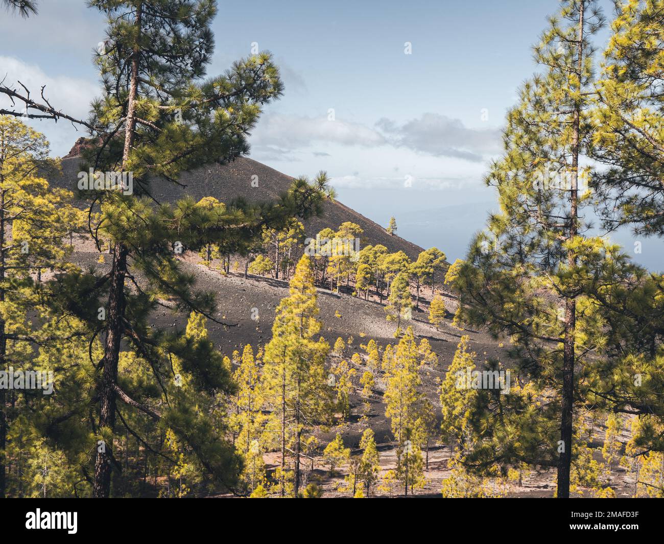 Kiefern in einer vulkanischen Landschaft im Teide-Nationalpark, Teneriffa. Stockfoto