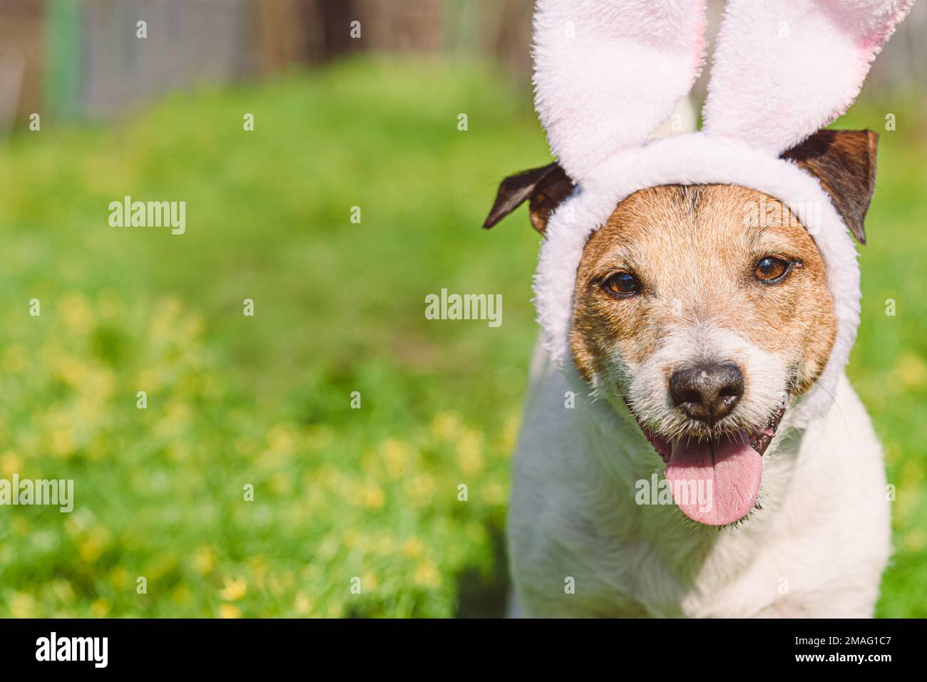 Nahaufnahme eines lächelnden Hundes mit Hasenohren als Osterferienkonzept Stockfoto