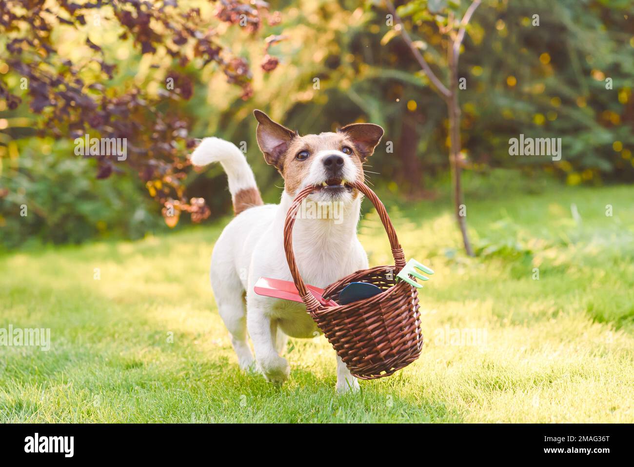 Frühjahrsgartenreinigung und saisonales Gartenbaukonzept. Der Hund als lustiger Gärtner trägt einen Korb mit Gartengeräten Stockfoto