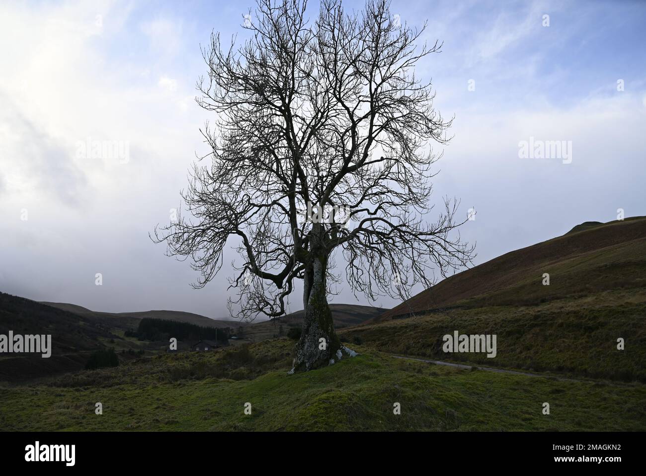 Der Frandy-Baum Glendevon Perthshire Stockfoto