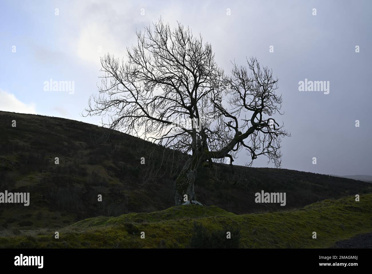 Der Frandy-Baum Glendevon Perthshire Stockfoto