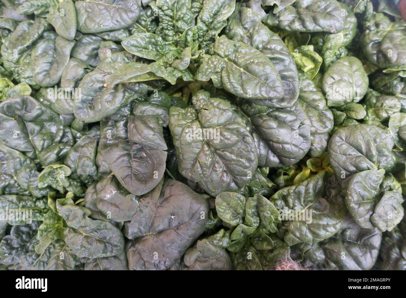 Greens, Rialto Markt, Venedig, Italien Stockfoto