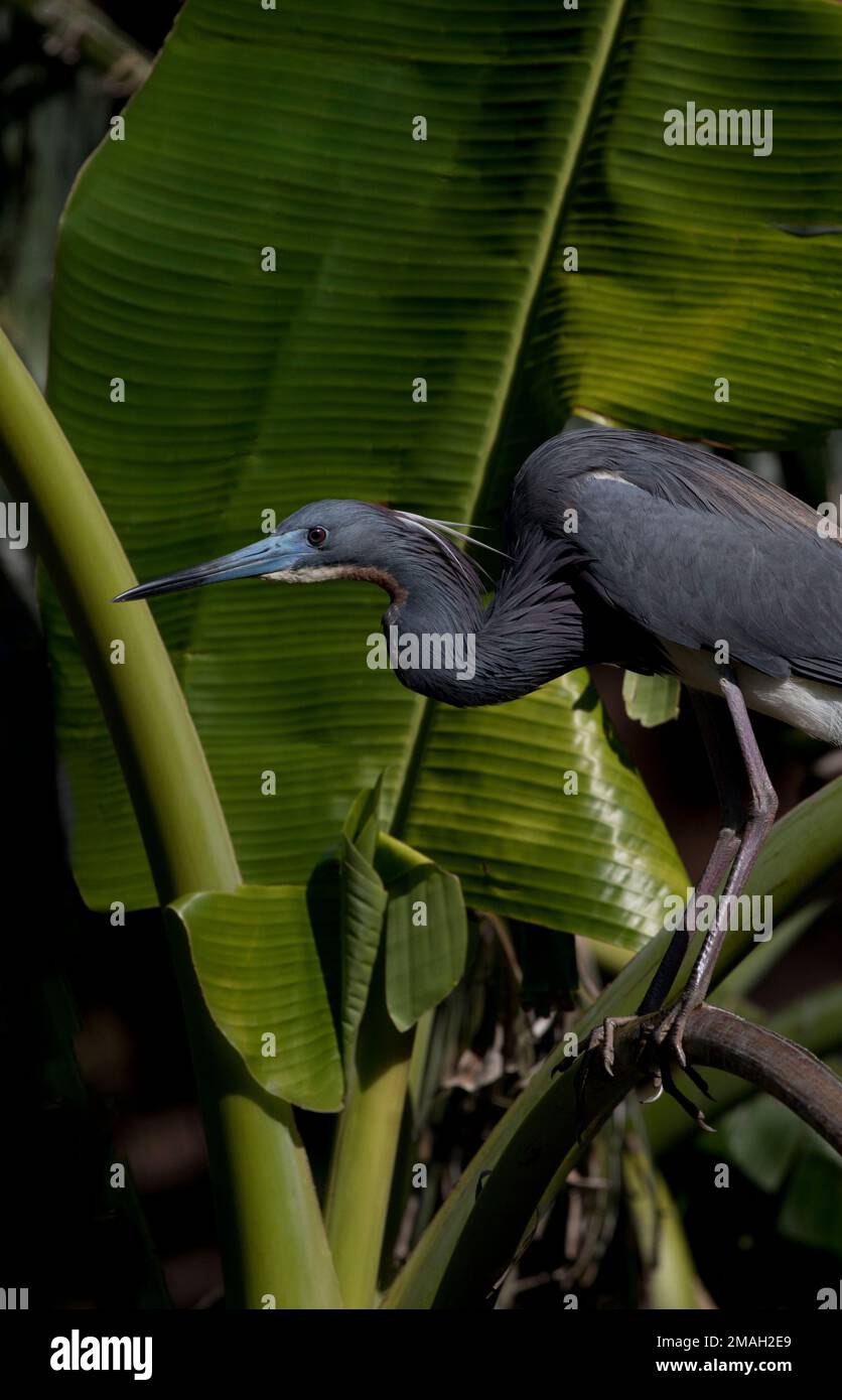 Der elegante Little Blue Heron steht hoch oben auf der Alligator Farm in St. Augustine Stockfoto