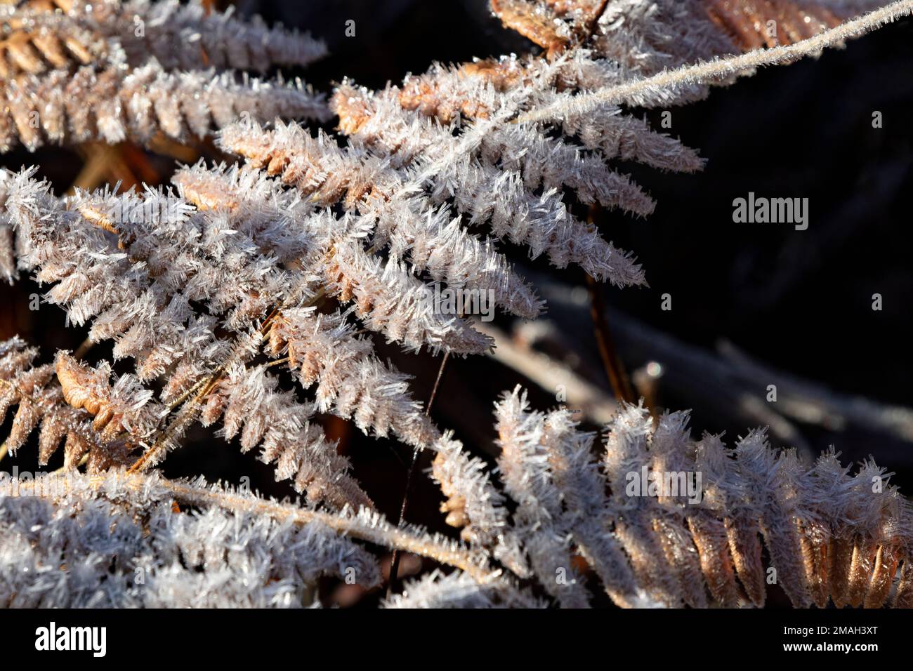 Zerbrechliche Schönheit von Eiskristallen auf Farnfronten vor natürlichem, dunklem Hintergrund sind elegante Winterschönheiten Stockfoto