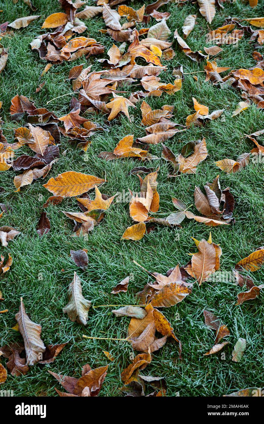 Ein Herbstfrost auf heruntergefallenem Laub auf einem Rasen. Stockfoto