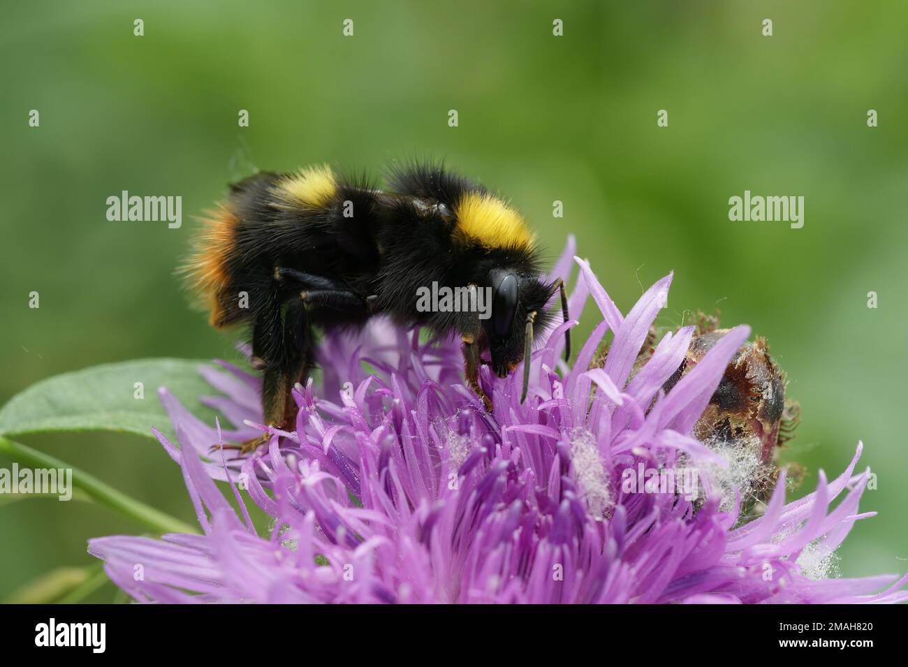 Natürliche Nahaufnahme der frühnistenden Bumble-Biene, Bombus pratorum, auf einem lila Centaurea-Jakea im Garten Stockfoto