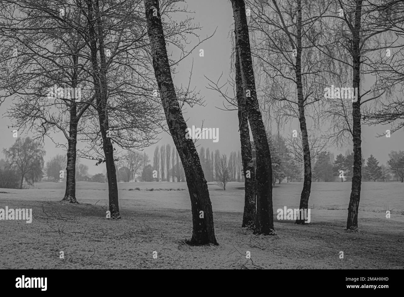 arbres en hiver Stockfoto