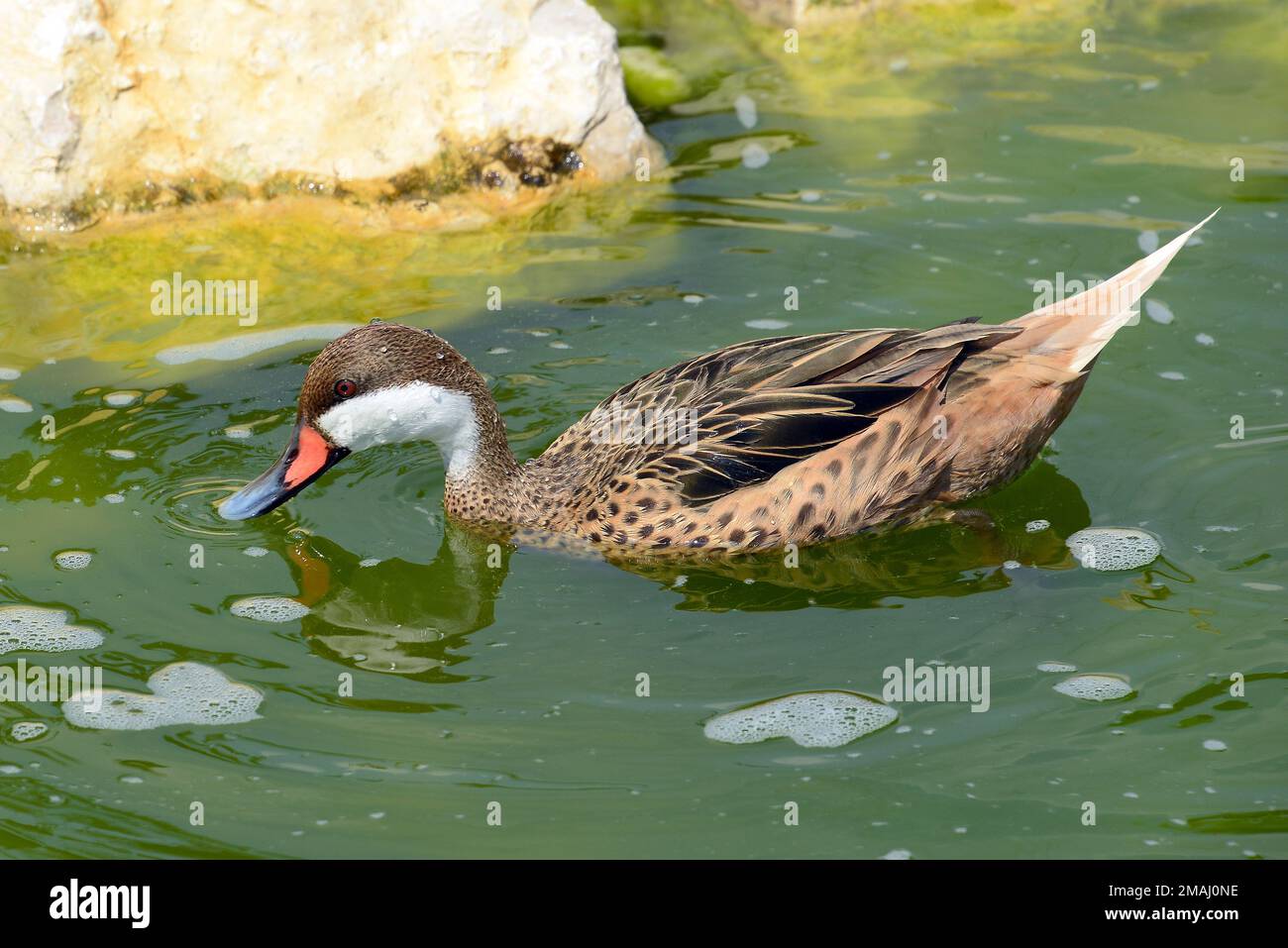 Weißkopf, Bahamaente, Canard des Bahamas, Anas bahamensis, fehérarcú réce Stockfoto