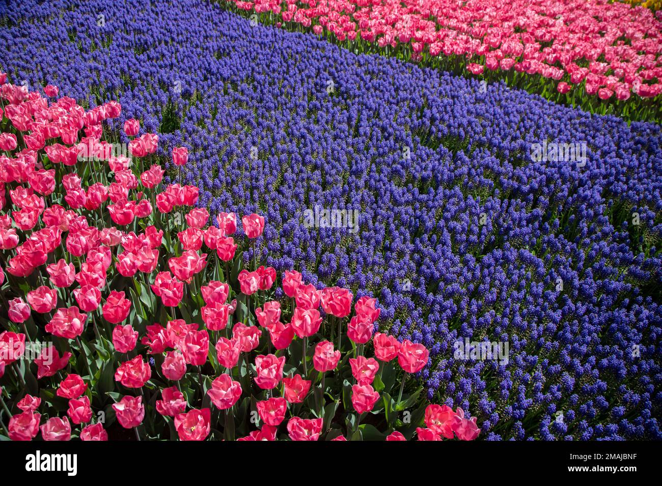 Rosa Tulpenblüten mit violetten Hyazinthen-Blüten Stockfoto