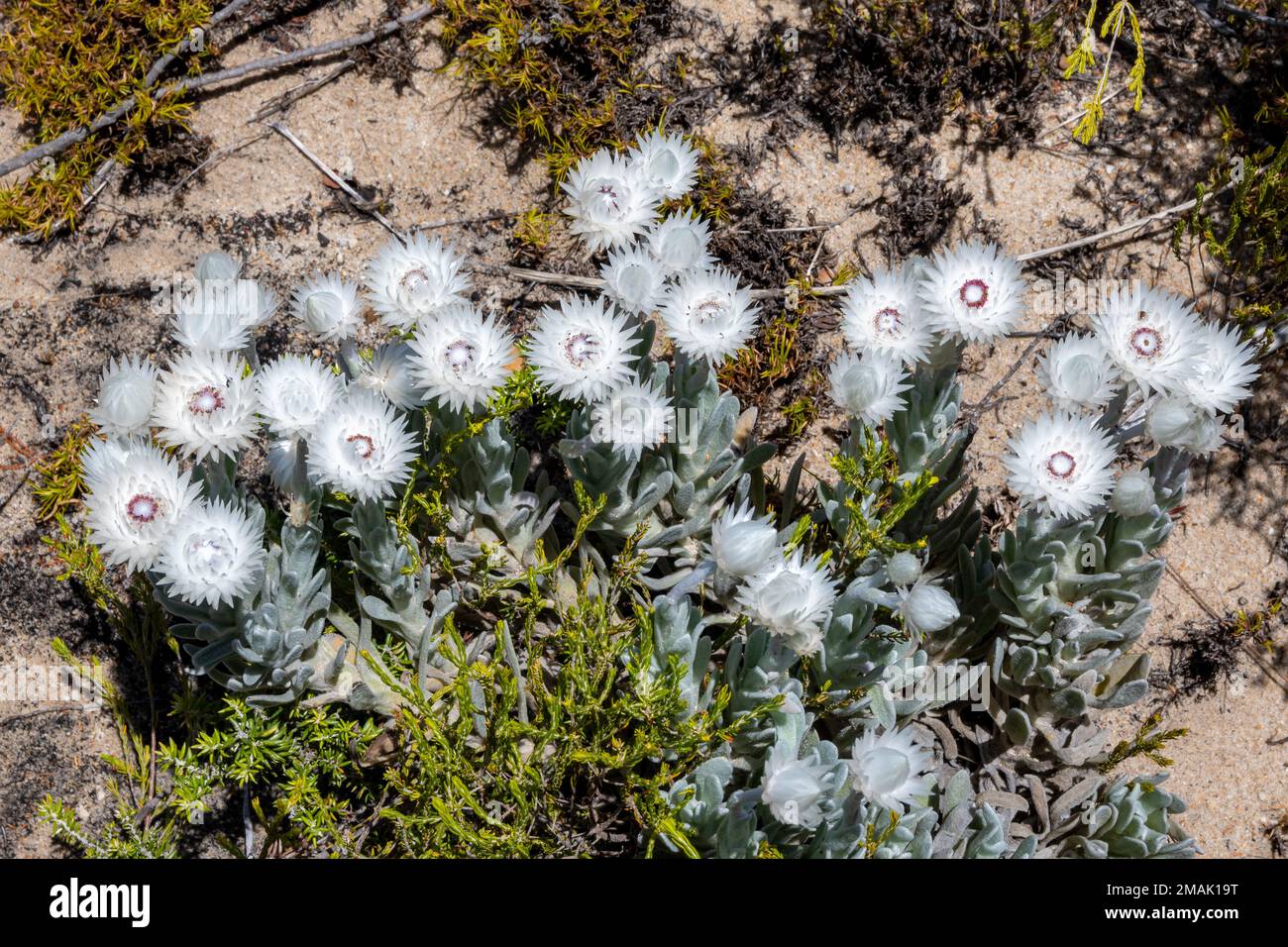 Weiße Blüten von Cape Snow (Syncarpha vestita) am Cape Point, Südafrika. Stockfoto
