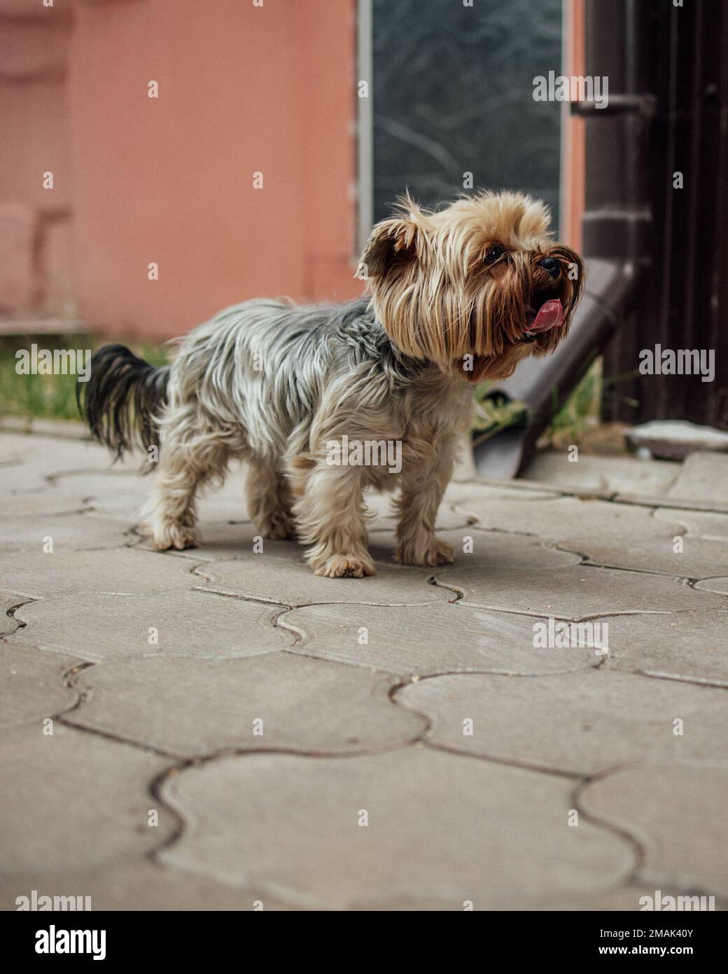 Kleiner niedlicher yorkshire Terrier Hund auf einem Spaziergang im Freien. Vor dem Besuch des Friseursalons ist der Hund ungekämmt. Hochwertige Fotos Stockfoto