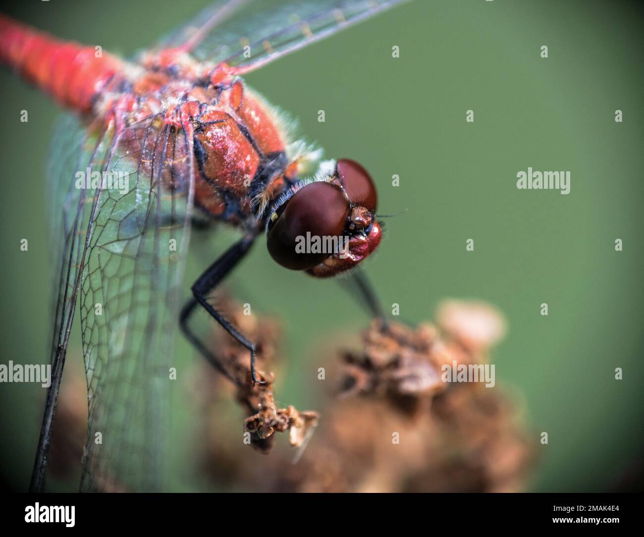 Makrofoto einer Libelle Odonata, die auf einer Pflanze ruht, mit einem schön verschwommenen Hintergrund Stockfoto