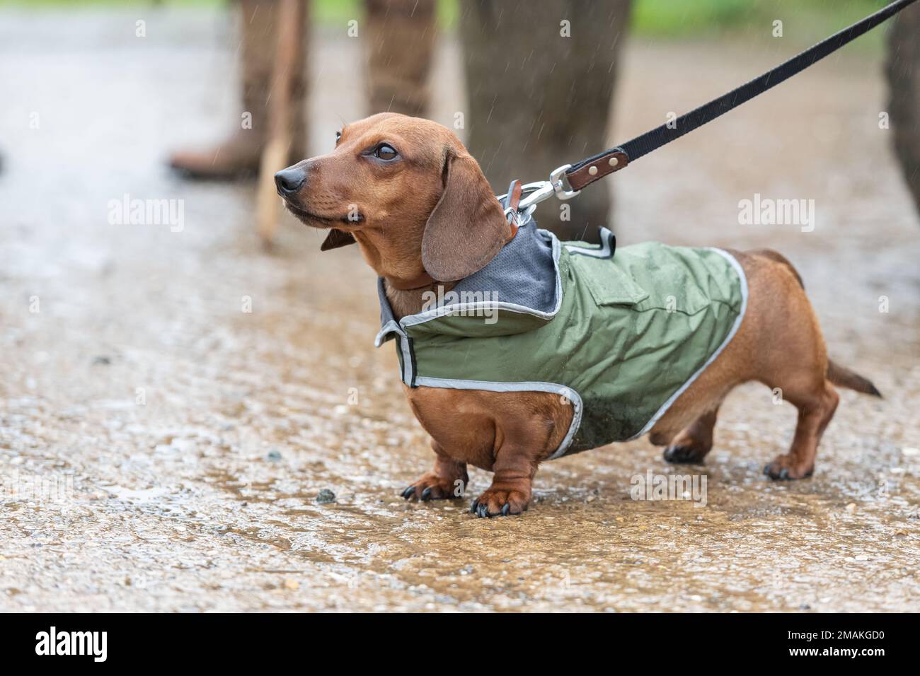 Dachshund trägt Regenmantel Stockfoto