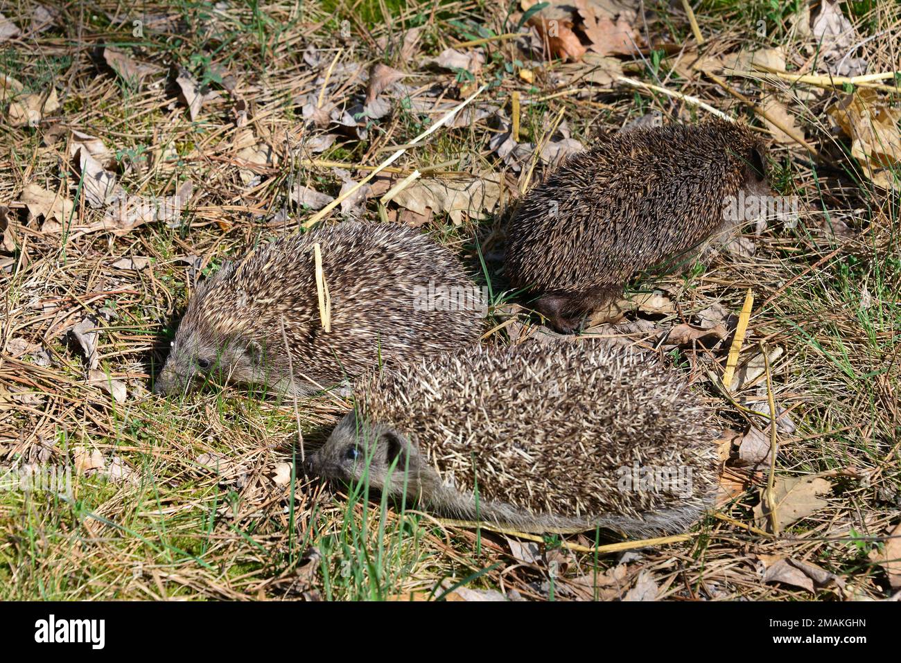 Weißbrustigel, Nördliche Weißbrustigel, Osteuropäische Igel, Hérisson de Roumanie, Erinaceus roumanicus, keleti sün, Ungarn Stockfoto