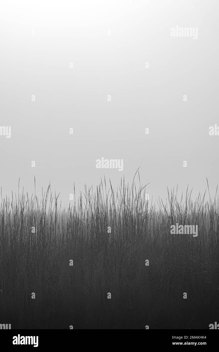 Hohes Gras im Herbst im Nebel Stockfoto