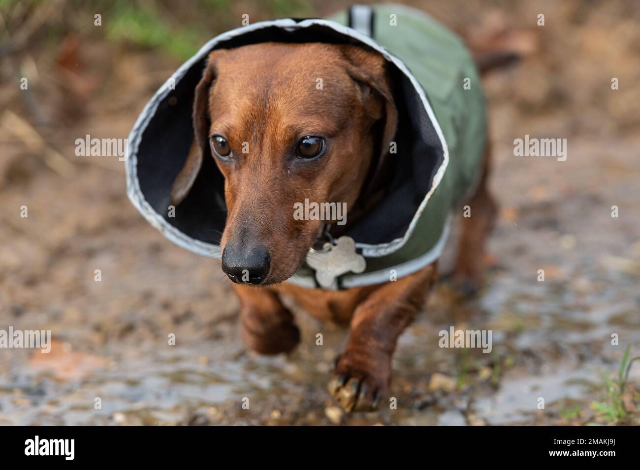 Dashund trägt einen Regenmantel Stockfoto